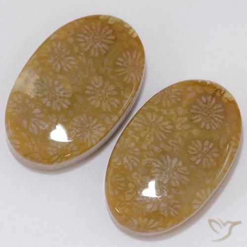 Fossil Coral Gemstones in 21.1 x 13.4 mm Size for Sale, Fossil Coral Stones in Multicolor Color