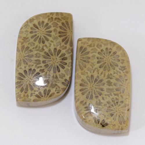 Multicolor Fossil Coral Gem - 11ct Fancy Cabochon (ID: 510916)