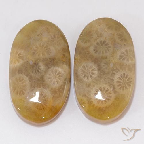 21.91ctw Natural Multicolor Fossil Coral, Oval, Opaque