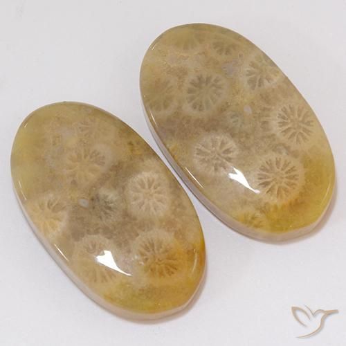 21.91 ctw Multicolor Fossil Coral Stones, Natural Fossil Coral in Oval Cabochon Shape for Sale