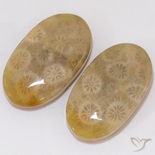 Fossil Coral Gemstones in 20.9 x 11.9 mm Size for Sale, Fossil Coral Stones in Multicolor Color