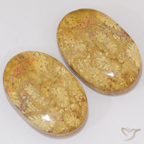 27.27 ctw Multicolor Fossil Coral Stones, Natural Fossil Coral in Oval Cabochon Shape for Sale