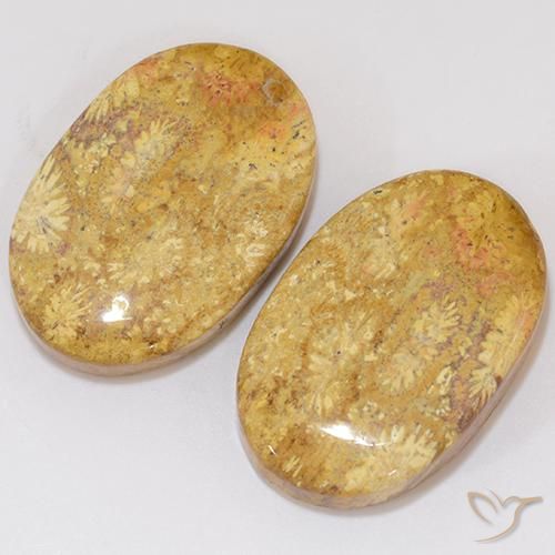 Fossil Coral Gemstones in 21.6 x 14.2 mm Size for Sale, Fossil Coral Stones in Multicolor Color