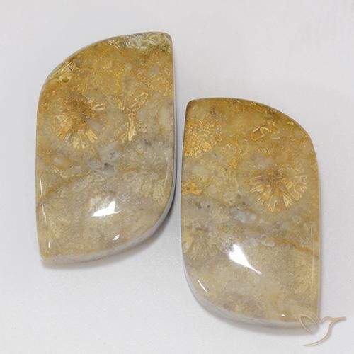 18.02ctw Natural Multicolor Fossil Coral, Fancy, Opaque