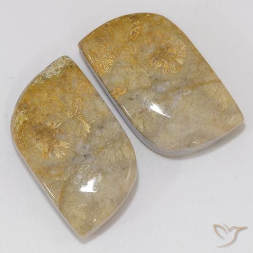 18.02 ctw Multicolor Fossil Coral Stones, Natural Fossil Coral in Fancy Cabochon Shape for Sale