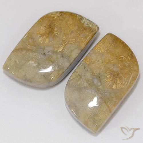 Fossil Coral Gemstones in 19.3 x 10.4 mm Size for Sale, Fossil Coral Stones in Multicolor Color