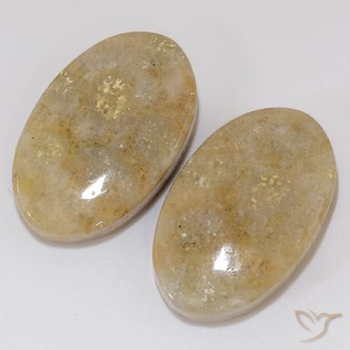 Fossil Coral Gemstones in 21.2 x 13.2 mm Size for Sale, Fossil Coral Stones in Multicolor Color