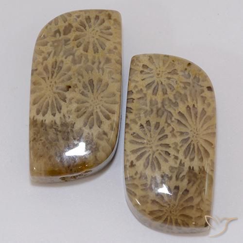 19.43 ct Fancy Fossil Coral, 20.1 x 9.6 mm From Indonesia, Photo A