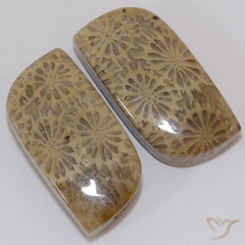 19.43 ctw Multicolor Fossil Coral Stones, Natural Fossil Coral in Fancy Cabochon Shape for Sale