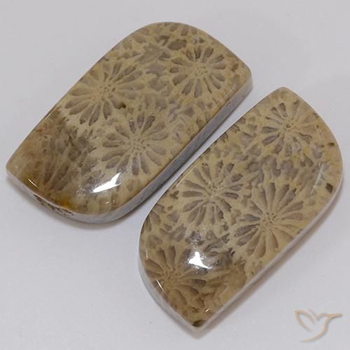 Fossil Coral Gemstones in 20.1 x 9.6 mm Size for Sale, Fossil Coral Stones in Multicolor Color