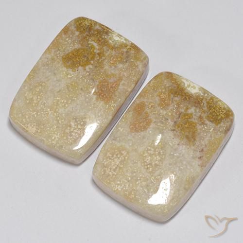 Fossil Coral Gemstones in 19.5 x 13.7 mm Size for Sale, Fossil Coral Stones in Multicolor Color
