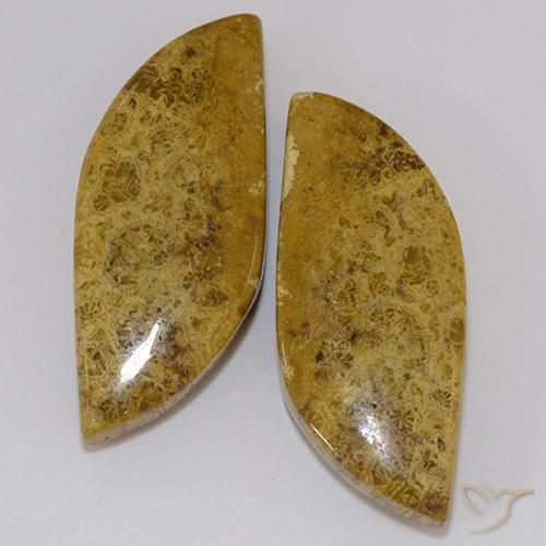 23.61ctw Natural Multicolor Fossil Coral, Fancy, Opaque