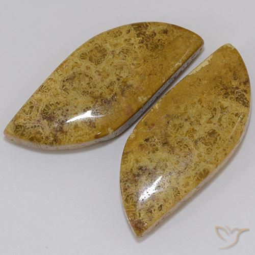 23.61 ctw Multicolor Fossil Coral Stones, Natural Fossil Coral in Fancy Cabochon Shape for Sale