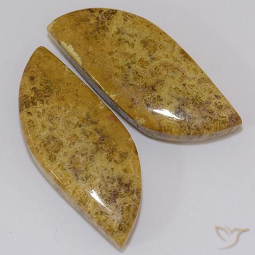 Fossil Coral Gemstones in 26.8 x 10.8 mm Size for Sale, Fossil Coral Stones in Multicolor Color
