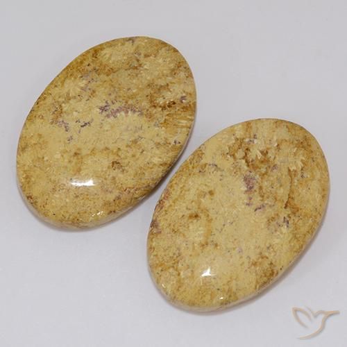Fossil Coral Gemstones in 21.2 x 14.2 mm Size for Sale, Fossil Coral Stones in Multicolor Color