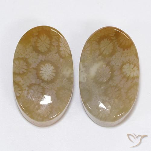 Coral Fósil Ovalada a juego de 2 piezas en tamaño 20,5 x 12,5mm, peso 30,48 ct en total / promedio. 15,24 ct cada uno, Multicolor en claridad Opaco, piedra preciosa natural No tratado, dureza de Mohs 6.5 - 7 Adecuado para joyas de uso diario, Photo A