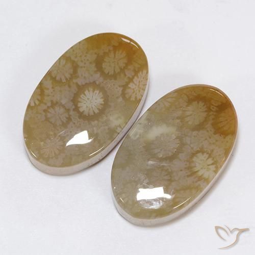 30.48 ctw Multicolor Fossil Coral Stones, Natural Fossil Coral in Oval Cabochon Shape for Sale