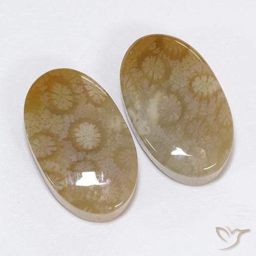 Fossil Coral Gemstones in 20.5 x 12.5 mm Size for Sale, Fossil Coral Stones in Multicolor Color