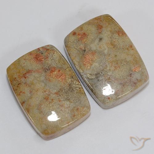 Fossil Coral Gemstones in 21.1 x 15.2 mm Size for Sale, Fossil Coral Stones in Multicolor Color