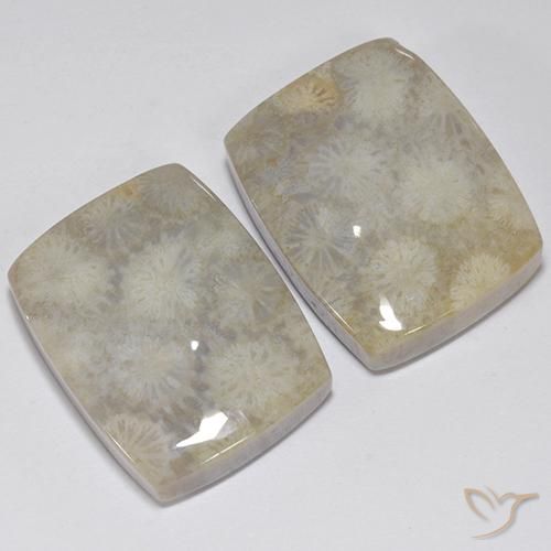 41.05 ctw Multicolor Fossil Coral Stones, Natural Fossil Coral in Cushion Cabochon Shape for Sale