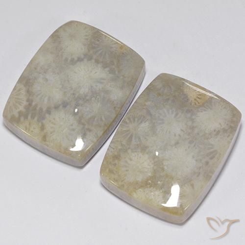Fossil Coral Gemstones in 20 x 15.7 mm Size for Sale, Fossil Coral Stones in Multicolor Color