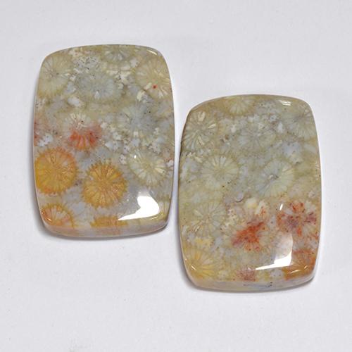 31.96 ctw Multicolor Fossil Coral Gemstones, Fossil Coral Gems in Cushion Cabochon Shape for Sale.
