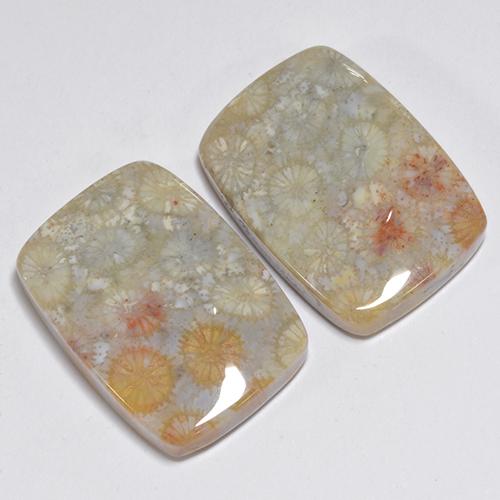 31.96 ctw Multicolor Fossil Coral Stones, Natural Fossil Coral in Cushion Cabochon Shape for Sale