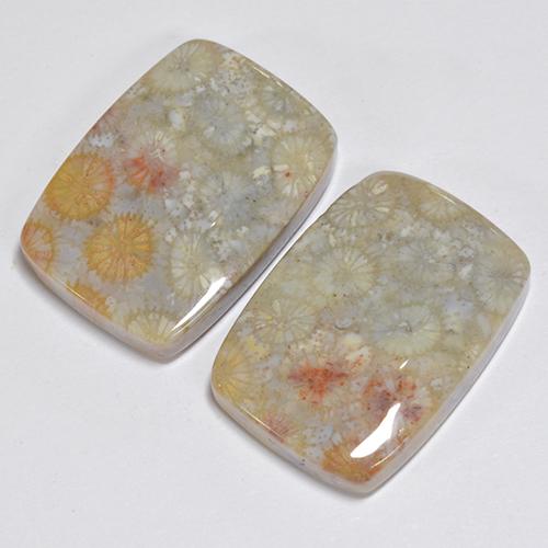 Fossil Coral Gemstones in 20.3 x 14.6 mm Size for Sale, Fossil Coral Stones in Multicolor Color