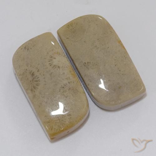 22.46 ctw Multicolor Fossil Coral Stones, Natural Fossil Coral in Fancy Cabochon Shape for Sale