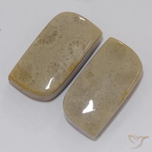 Fossil Coral Gemstones in 19.5 x 10.4 mm Size for Sale, Fossil Coral Stones in Multicolor Color