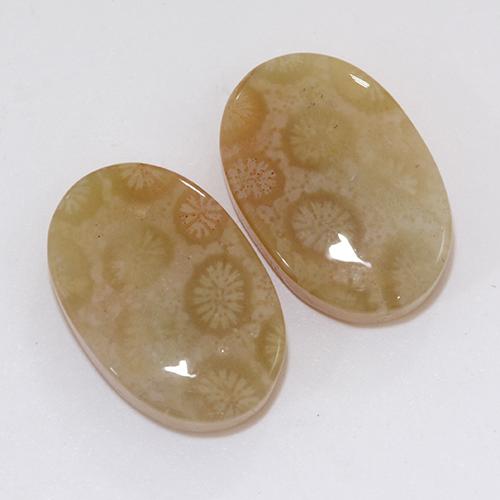 Multicolor Fossil Coral Gem - 9.1ct Oval Cabochon (ID: 510933)