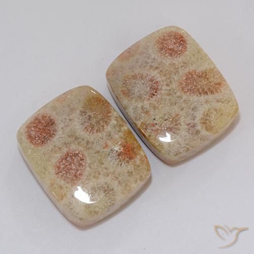 37.10 ctw Multicolor Fossil Coral Stones, Natural Fossil Coral in Cushion Cabochon Shape for Sale