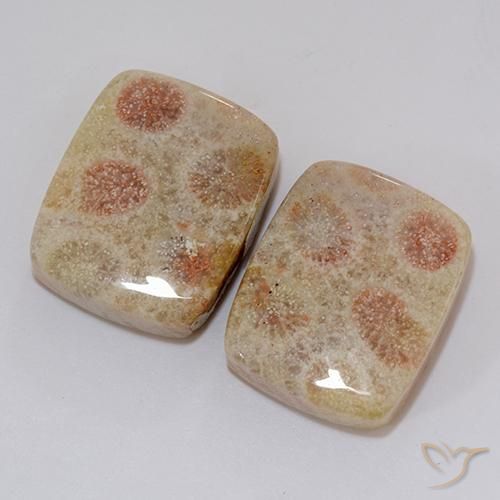 Fossil Coral Gemstones in 18.4 x 15 mm Size for Sale, Fossil Coral Stones in Multicolor Color