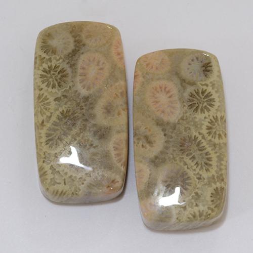 31.95 ct Cushion Fossil Coral, 22.3 x 11.5 mm From Indonesia, Photo A