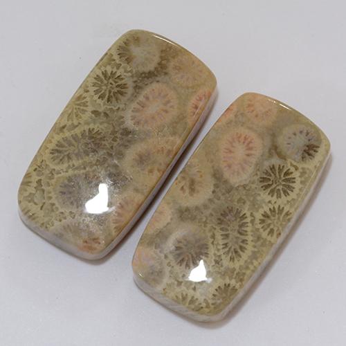 31.95 ctw Multicolor Fossil Coral Stones, Natural Fossil Coral in Cushion Cabochon Shape for Sale