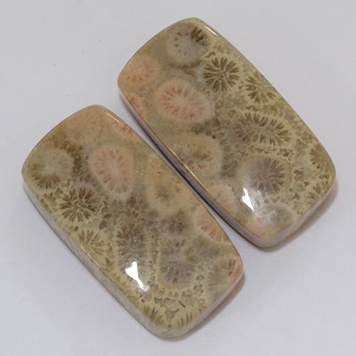 Fossil Coral Gemstones in 22.3 x 11.5 mm Size for Sale, Fossil Coral Stones in Multicolor Color