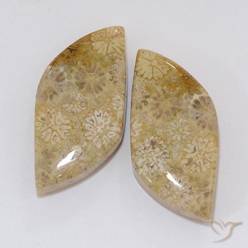 20.45ctw Natural Multicolor Fossil Coral, Fancy, Opaque