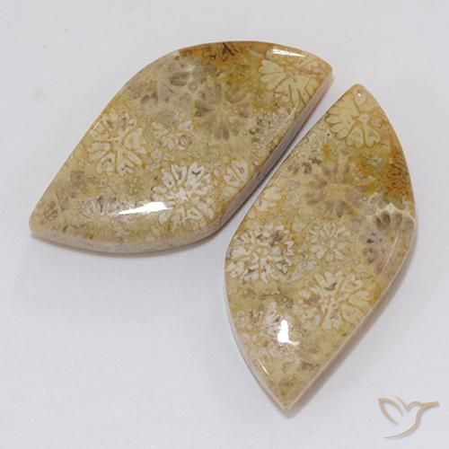 20.45 ctw Multicolor Fossil Coral Stones, Natural Fossil Coral in Fancy Cabochon Shape for Sale