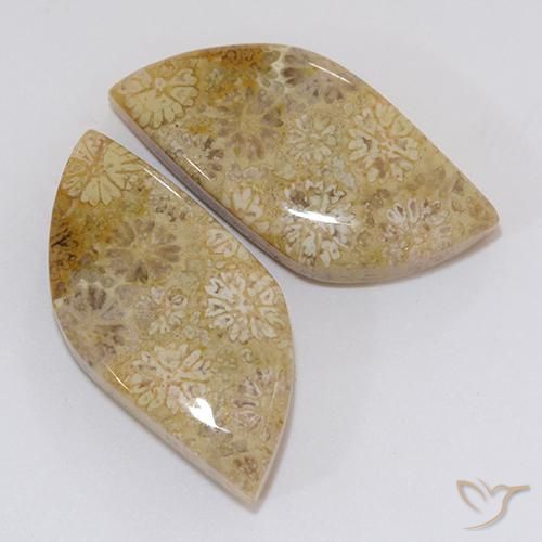 Fossil Coral Gemstones in 23.6 x 11 mm Size for Sale, Fossil Coral Stones in Multicolor Color