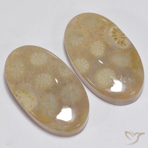 23.63 ctw Multicolor Fossil Coral Stones, Natural Fossil Coral in Oval Cabochon Shape for Sale