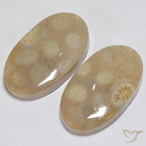 Fossil Coral Gemstones in 20.6 x 11.9 mm Size for Sale, Fossil Coral Stones in Multicolor Color