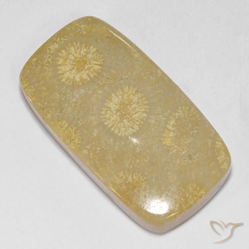 14.52 ct Multicolor Fossil Coral Stone, Natural Fossil Coral in Cushion Cabochon Shape for Sale