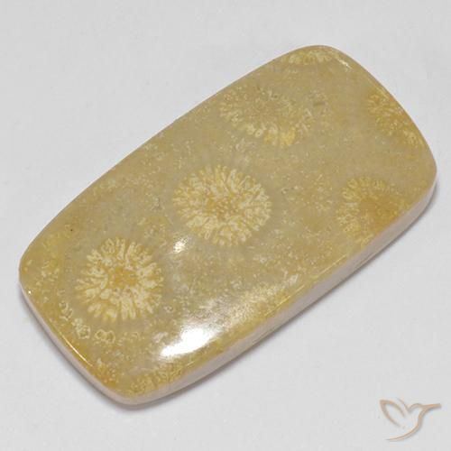 Fossil Coral Gemstone in 23.4 x 12.6 mm Size for Sale, Fossil Coral Stone in Multicolor Color