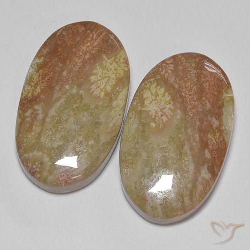 30.58 ctw Multicolor Fossil Coral Stones, Natural Fossil Coral in Oval Cabochon Shape for Sale
