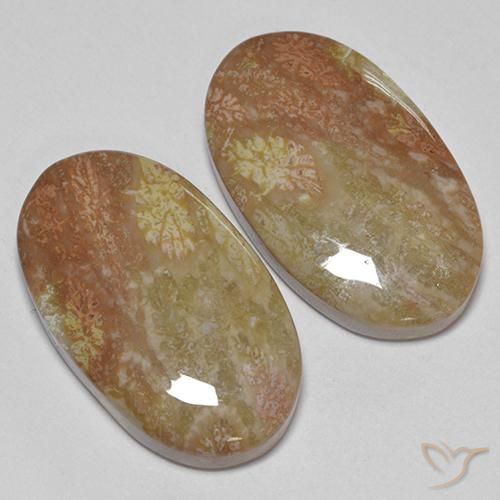 Fossil Coral Gemstones in 23.1 x 13.6 mm Size for Sale, Fossil Coral Stones in Multicolor Color