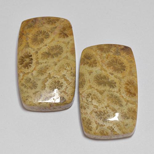 Multicolor Fossil Coral Gem - 12.9ct Cushion Cabochon (ID: 514173)