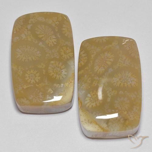 35.99 ct Cushion Fossil Coral, 20.4 x 12.7 mm From Indonesia, Photo A
