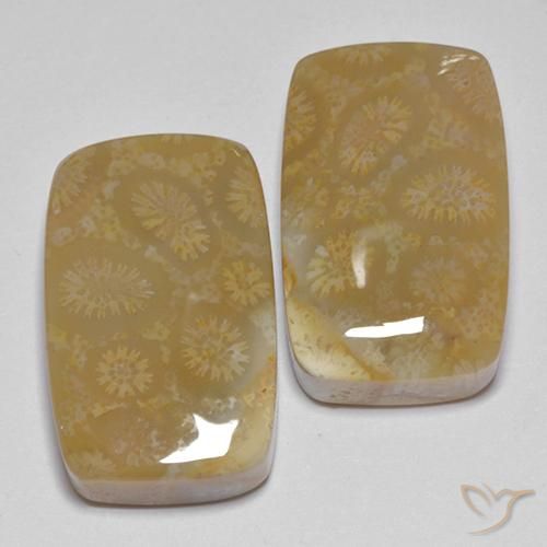 35.99 ctw Multicolor Fossil Coral Stones, Natural Fossil Coral in Cushion Cabochon Shape for Sale