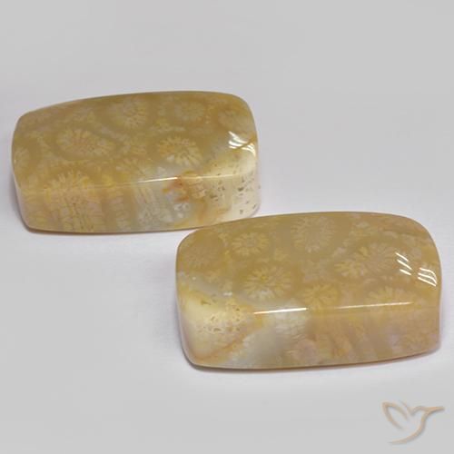 Fossil Coral Gemstones in 20.4 x 12.7 mm Size for Sale, Fossil Coral Stones in Multicolor Color