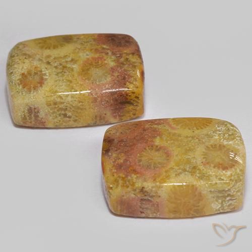 16.64 ctw Multicolor Fossil Coral Stones, Natural Fossil Coral in Cushion Cabochon Shape for Sale